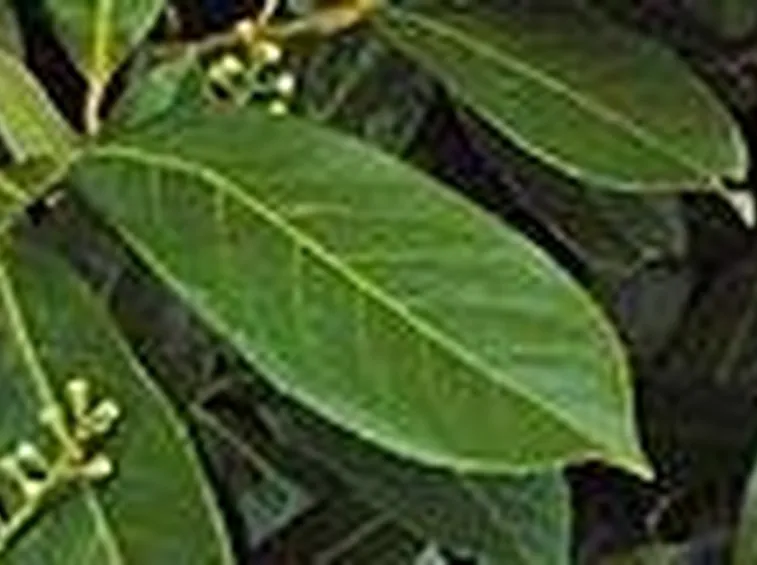 Le foglie del prunus laurocerasus