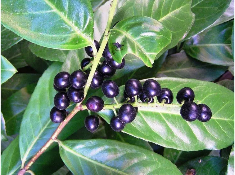 Le bacche del prunus laurocerasus