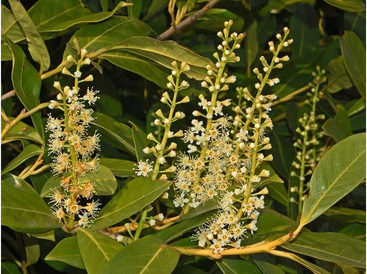 I fiori del prunus laurocerasus