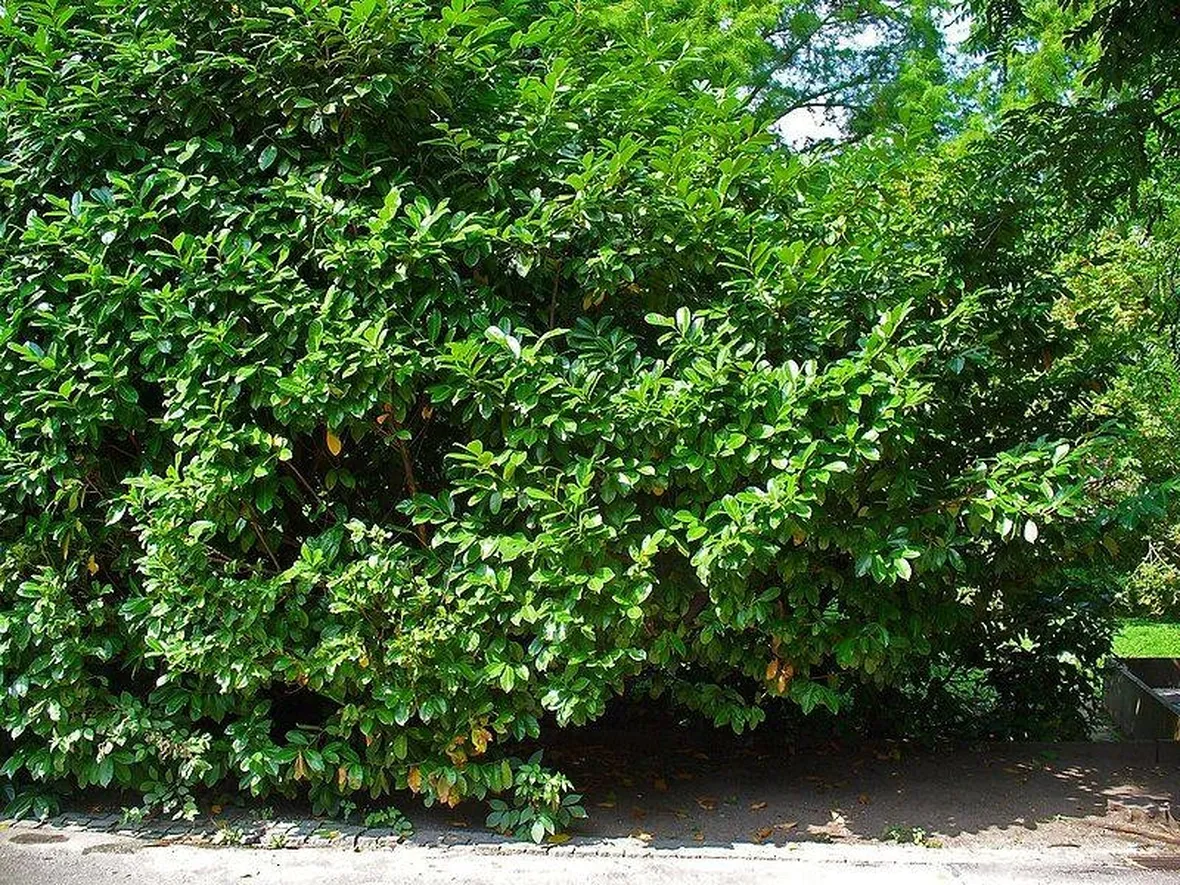 Un prunus laurocerasus
