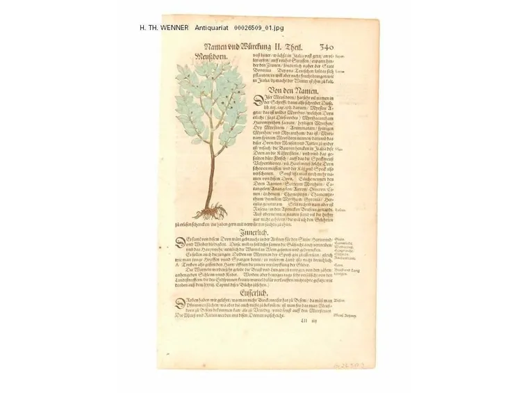 Libro di botanica tedesco, 1595
