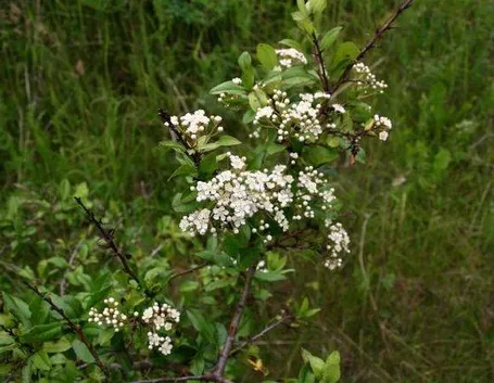 Una pyracantha coccinea in fiore