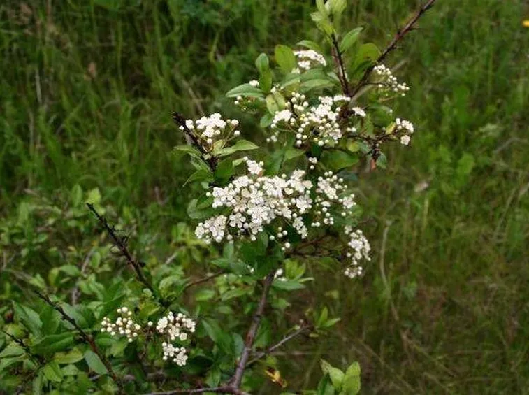 Una pyracantha coccinea in fiore
