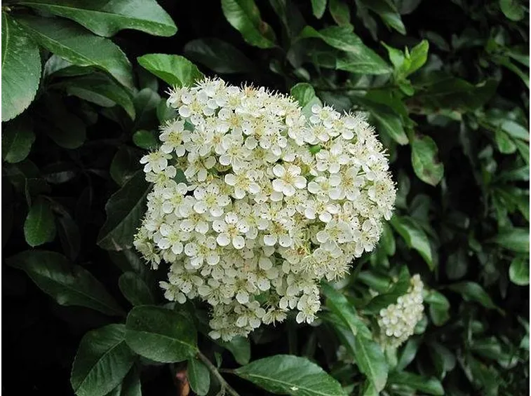 Un fiore della pyracantha coccinea