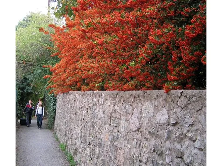 Una bella siepe di pyracantha coccinea