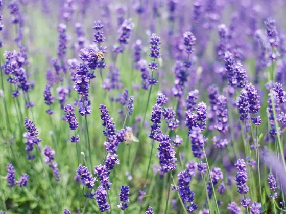 Piante di lavanda