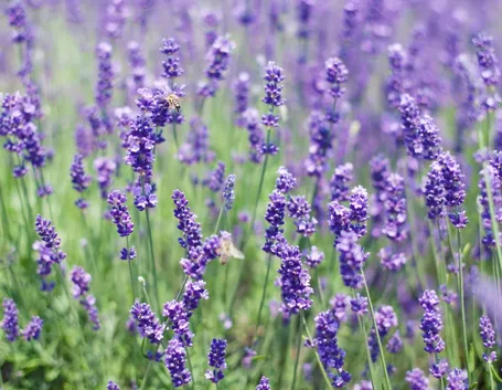 Piante di lavanda