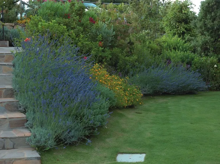 Piante di lavanda in giardino