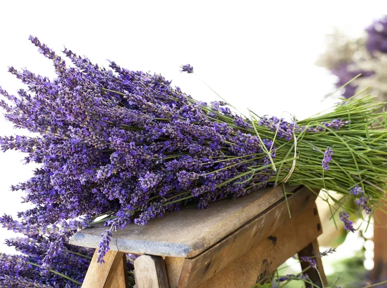 Rametti di lavanda