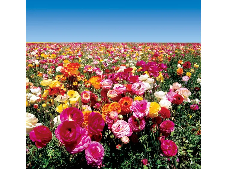 Campo ranuncoli asiatici