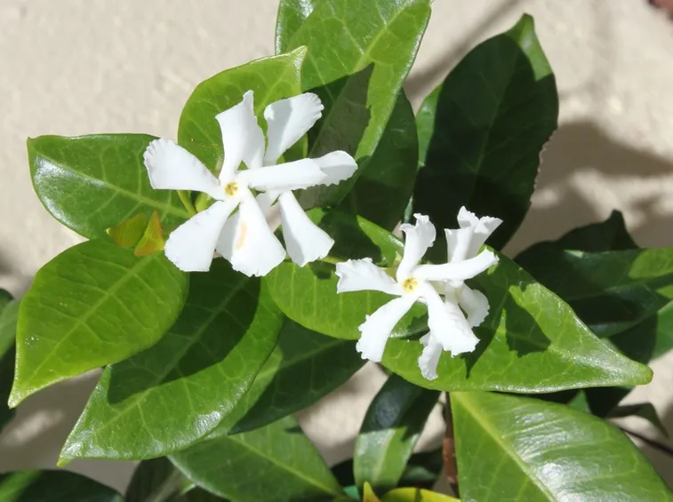 Fiori rincospermo