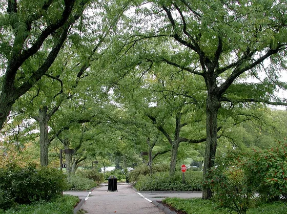 Parco con alberi di robinia