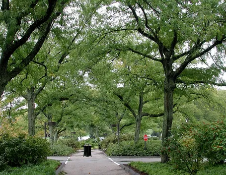 Parco con alberi di robinia