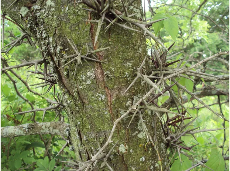 Tronco spinoso di robinia