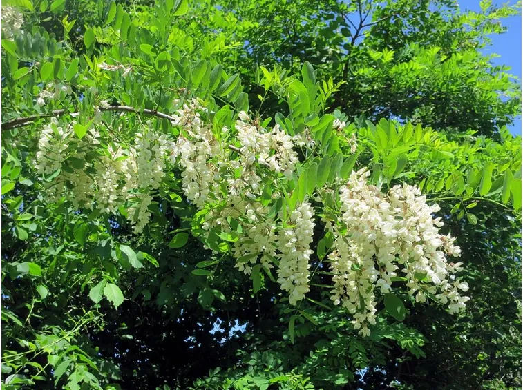 Rami fioriti di robinia