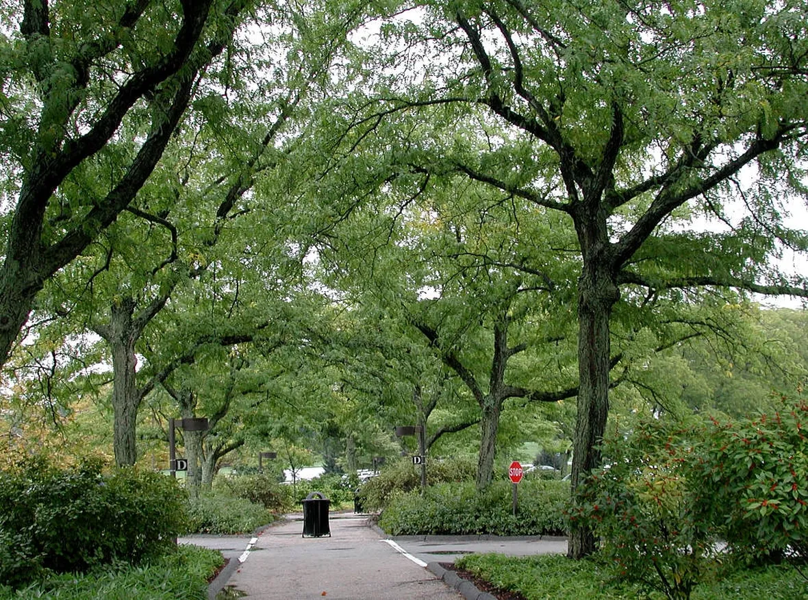 Parco con alberi di robinia