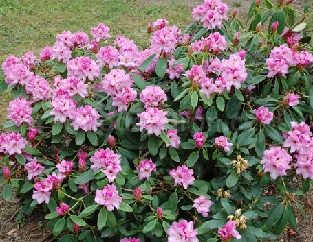 Pianta rododendro