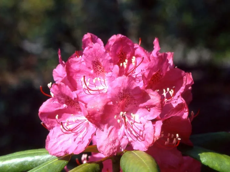 fiore rododendro