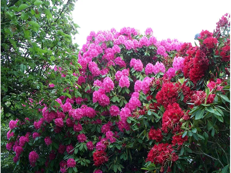 Varietà fiori