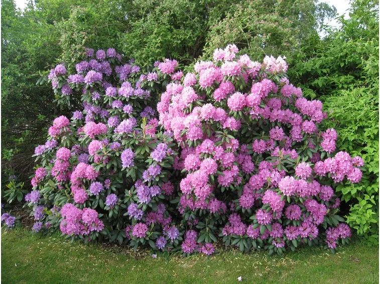 Pianta rododendro fiorita