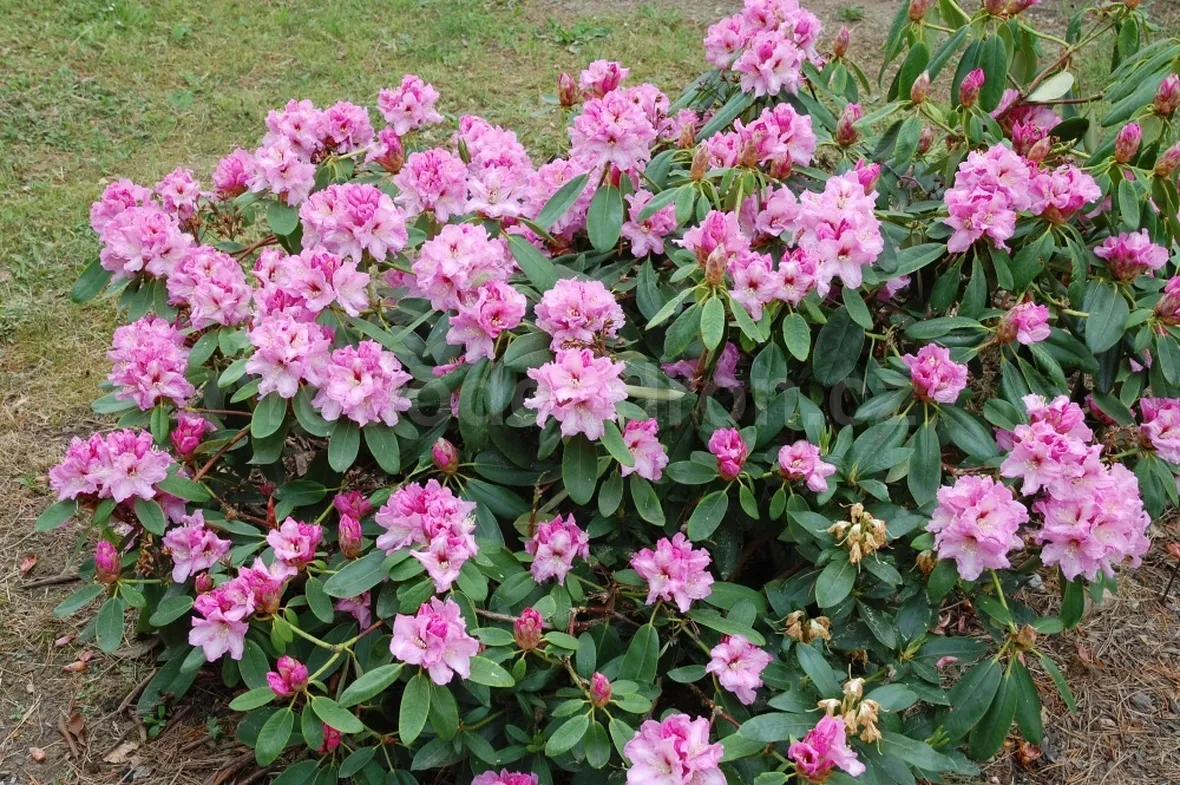 Pianta rododendro