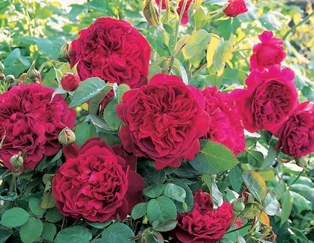 Rosa William Shakespeare 2000