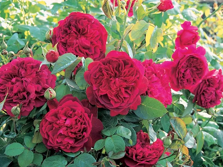 Rosa William Shakespeare 2000