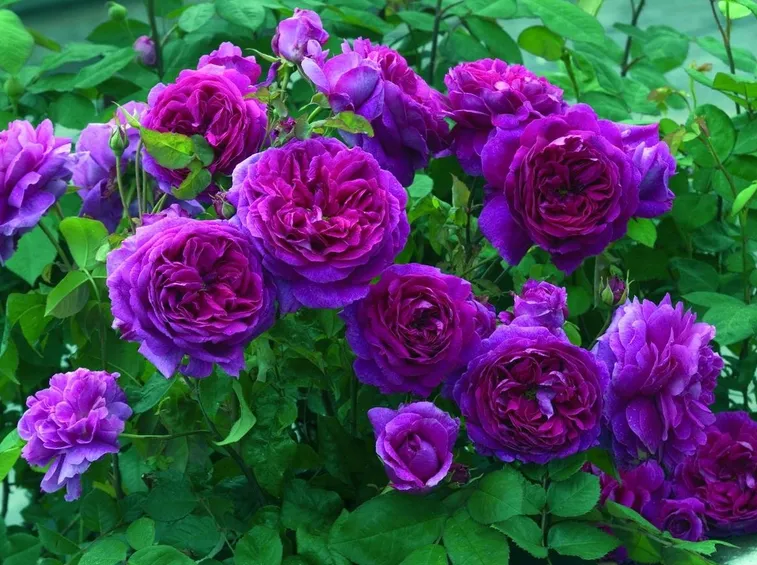 Rosa Windermere