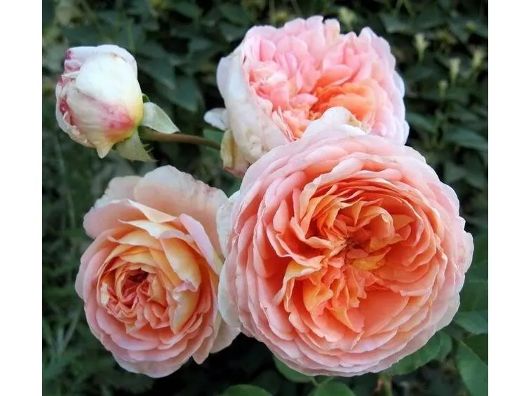 Rose inglesi