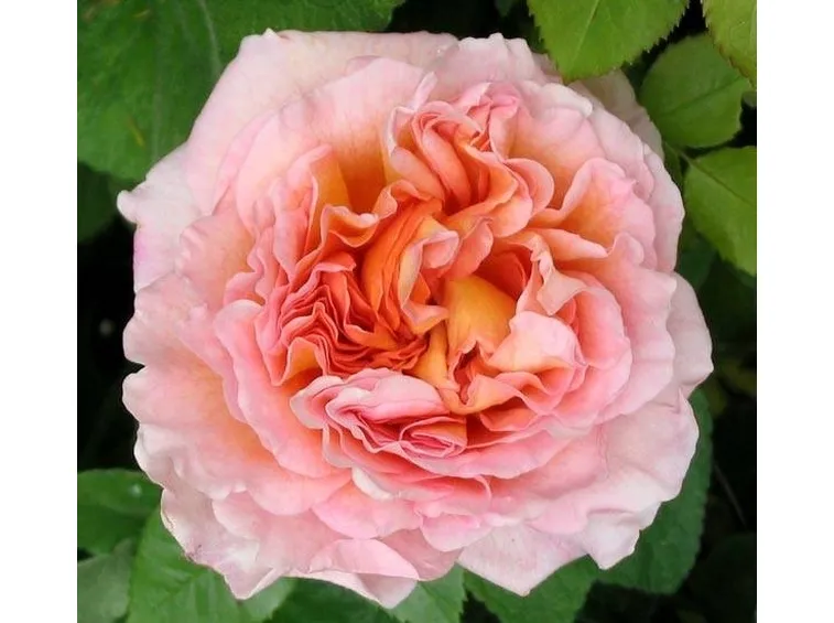 Rosa Abraham Darby
