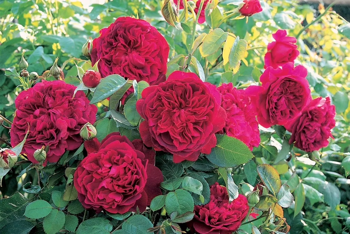 Rosa William Shakespeare 2000