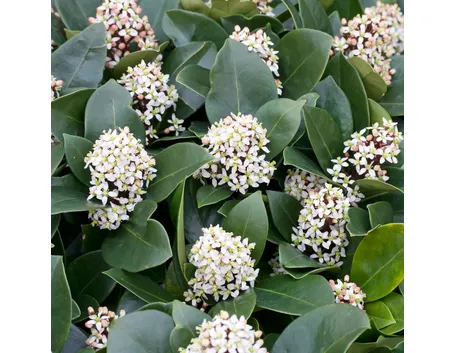 Skimmia japonica fioritura