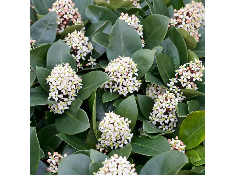 Skimmia japonica fioritura