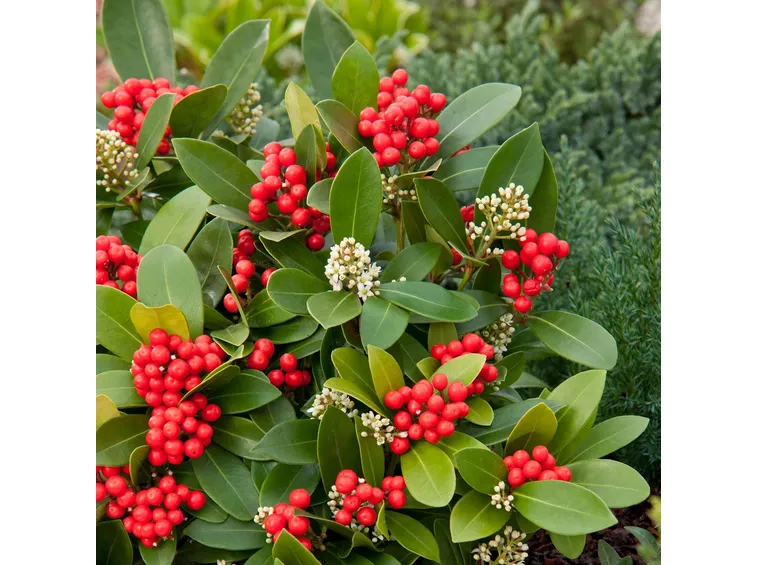 Fiori skimmia