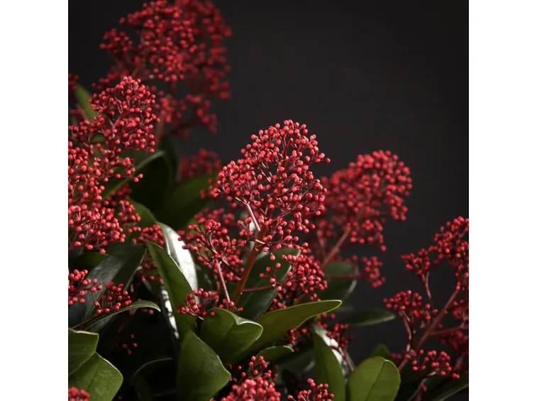 Fiori pianta