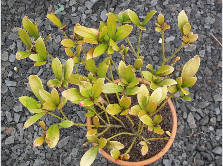 Ingiallimento foglie skimmia
