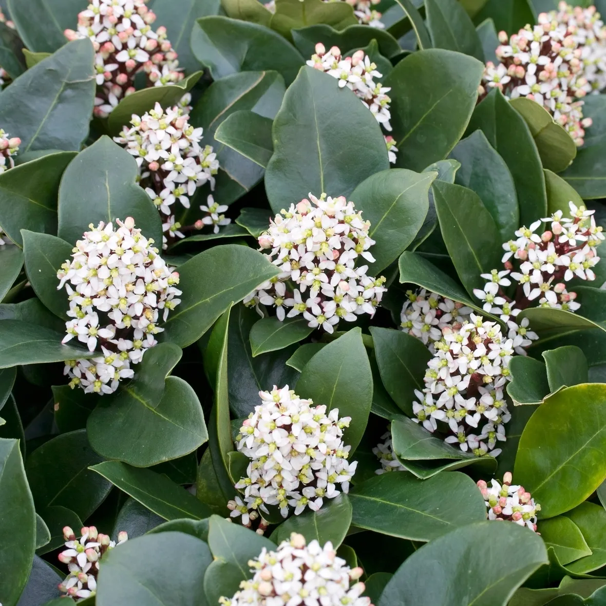 Skimmia japonica fioritura
