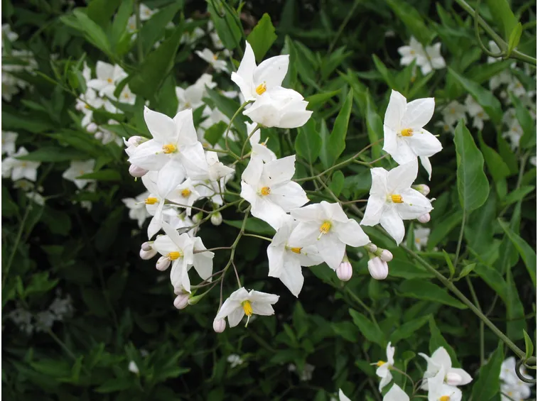 Fiori solanum