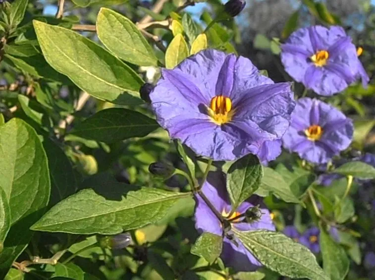 Fiori solano