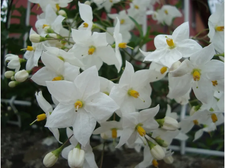 Fiore ornamentale solano