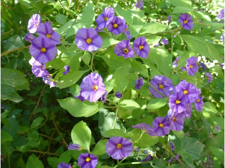 Fior solanum