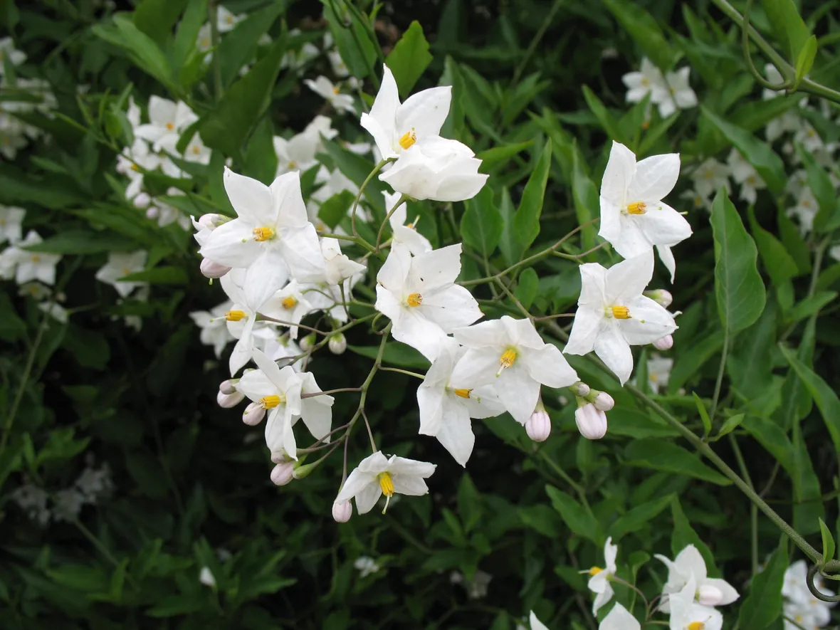 Fiori solanum