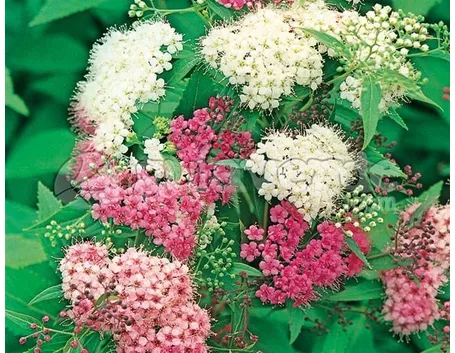 Fiori di spiraea japonica