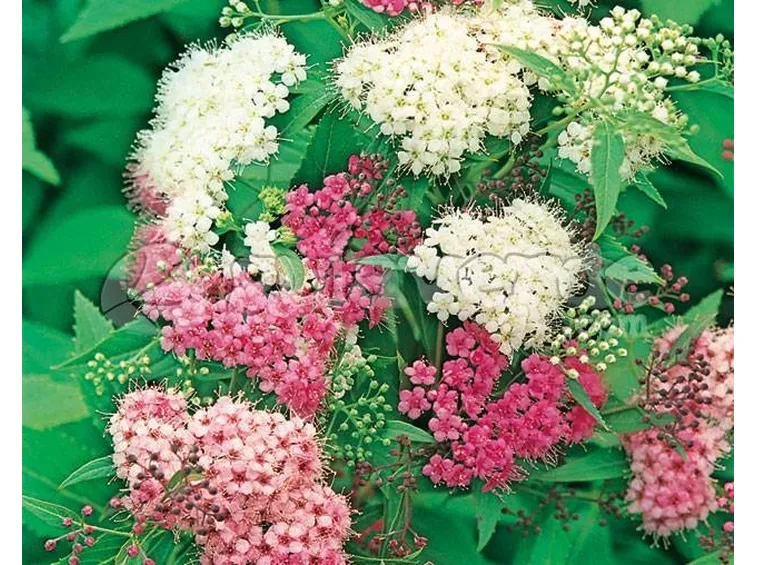 Fiori di spiraea japonica