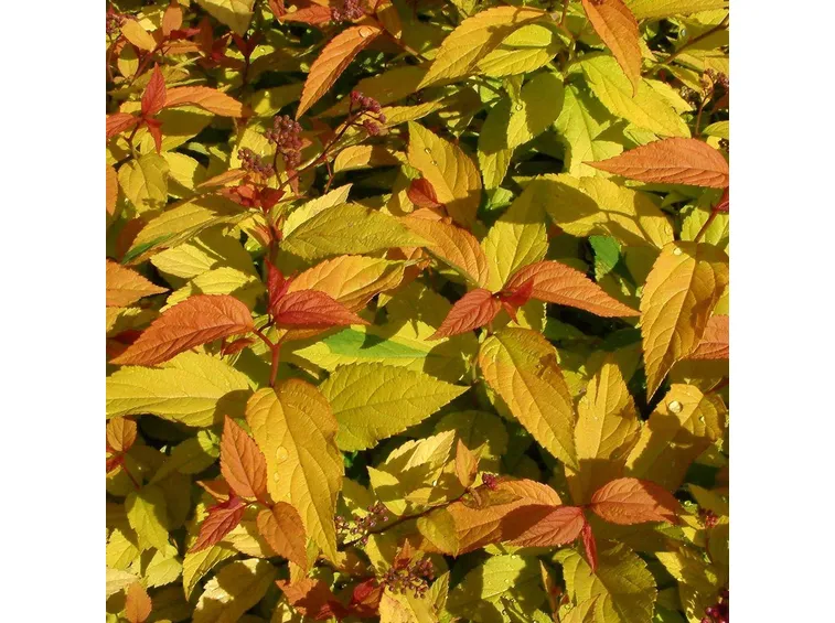 Spiraea japonica in autunno