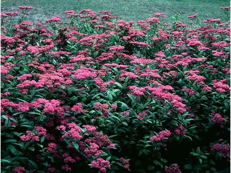 Spiraea japonica