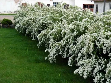 Cespuglio di Spiraea