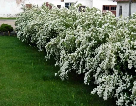 Cespuglio di Spiraea