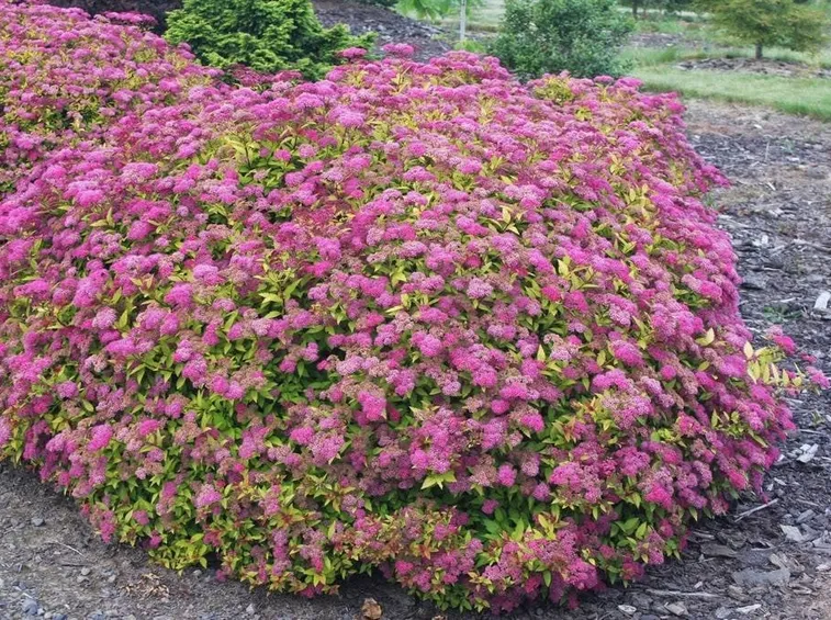 Cespuglio di Spiraea Japonica