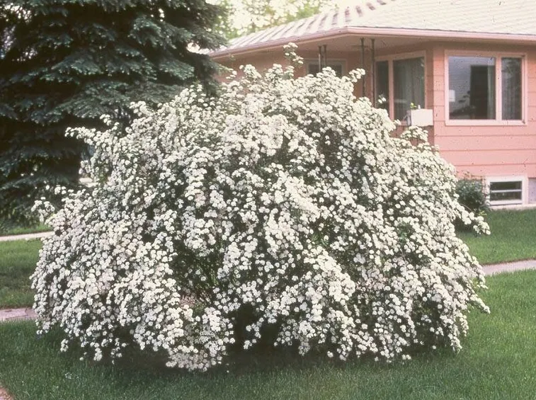 Cespuglio di Spiraea Vanhouttei